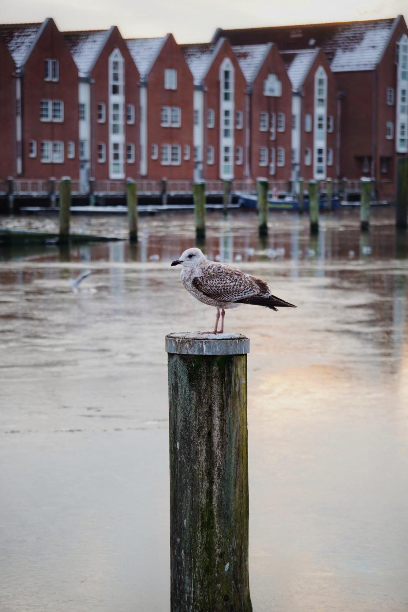 Ferienhus #2 Nordfriesland Daire Mildstedt Dış mekan fotoğraf